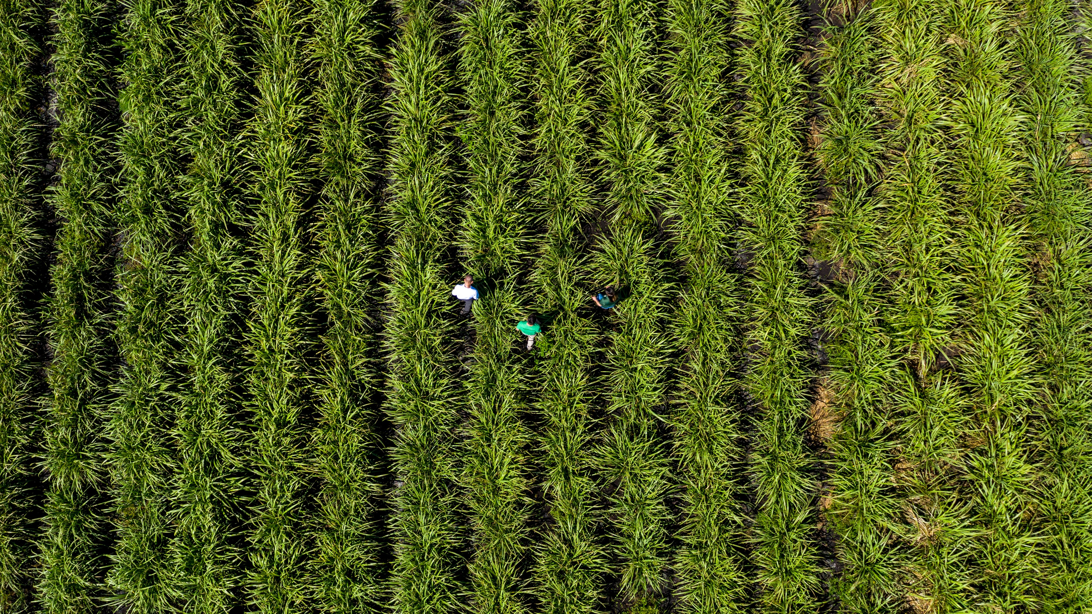 Sugarcane